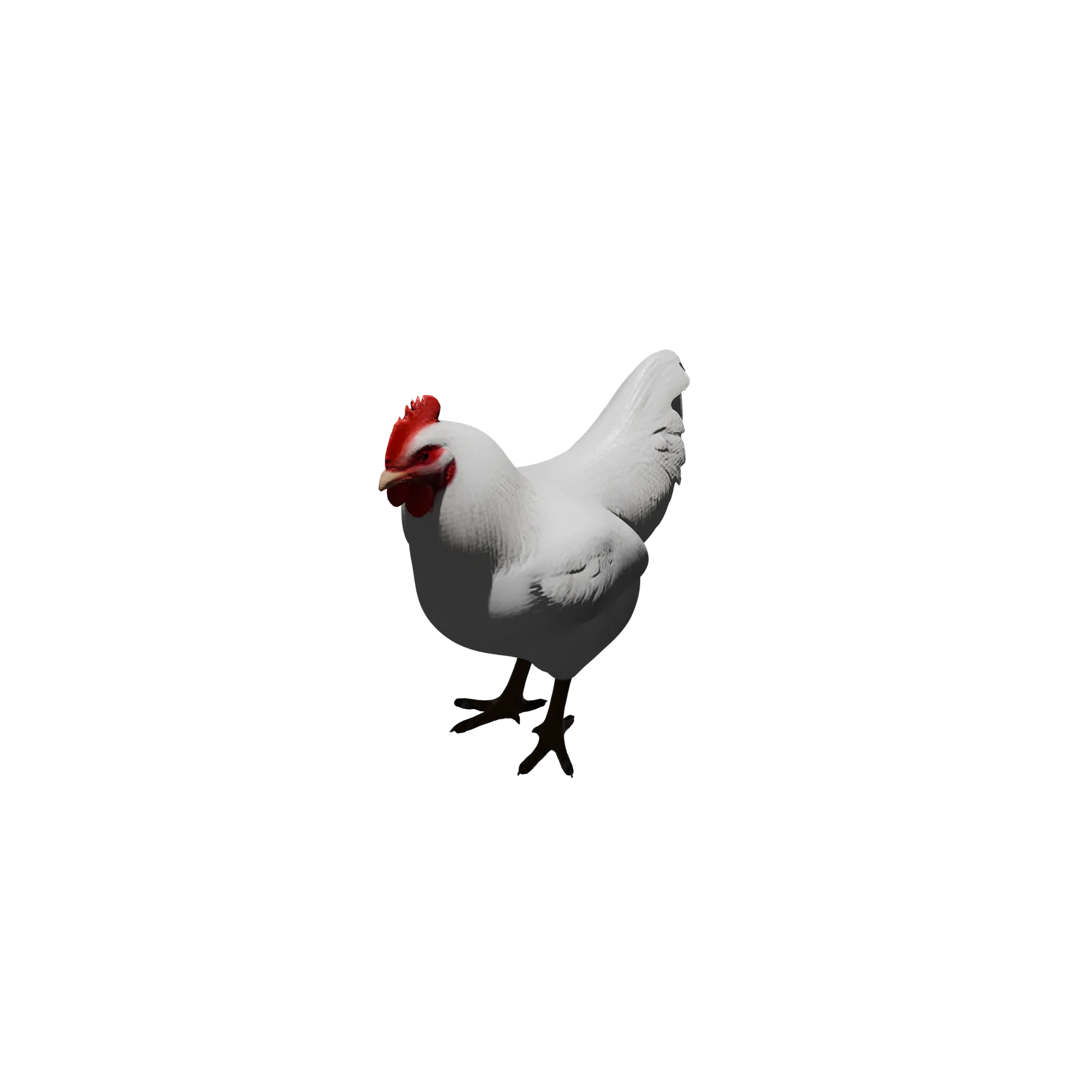 Pollo Broiler
