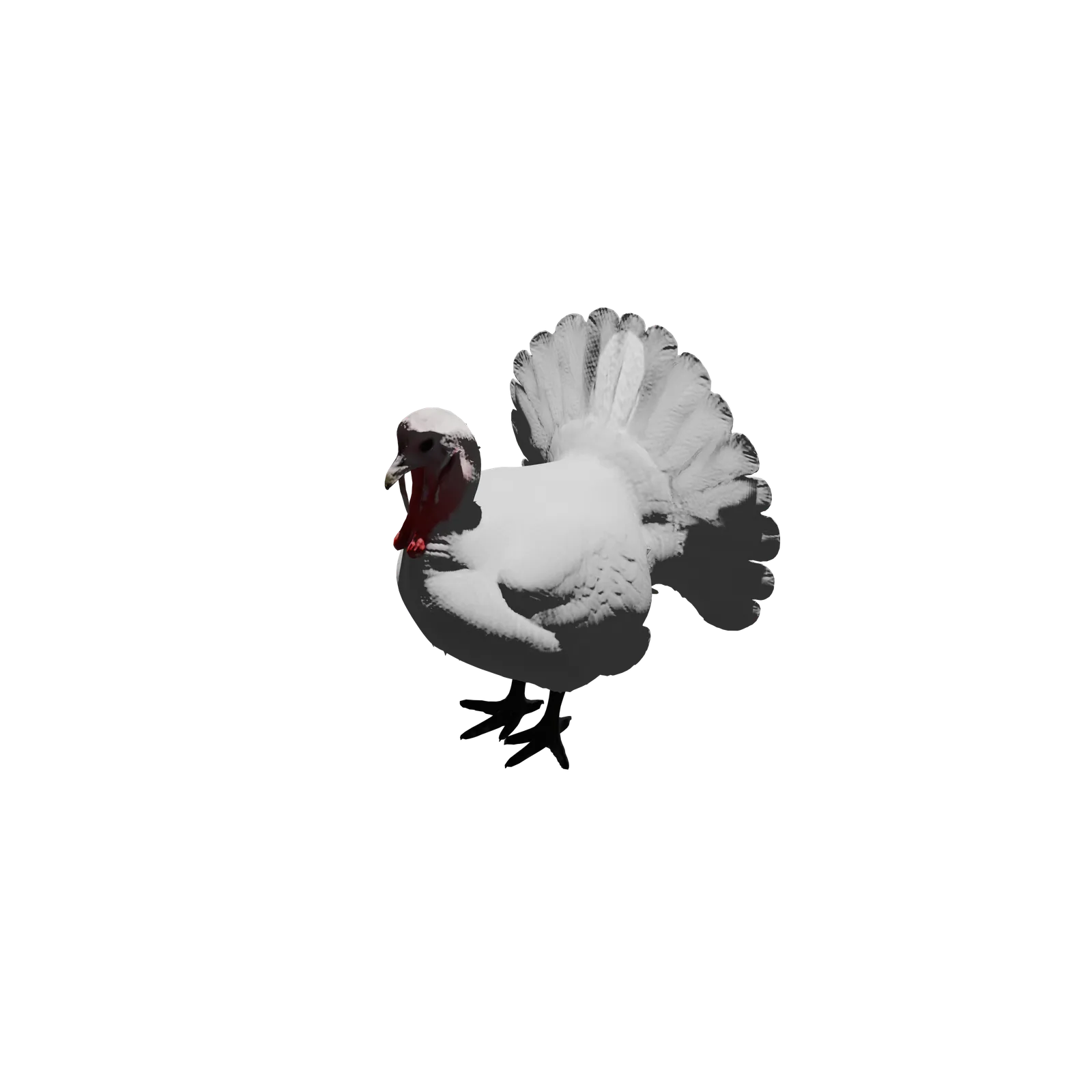 Pavo