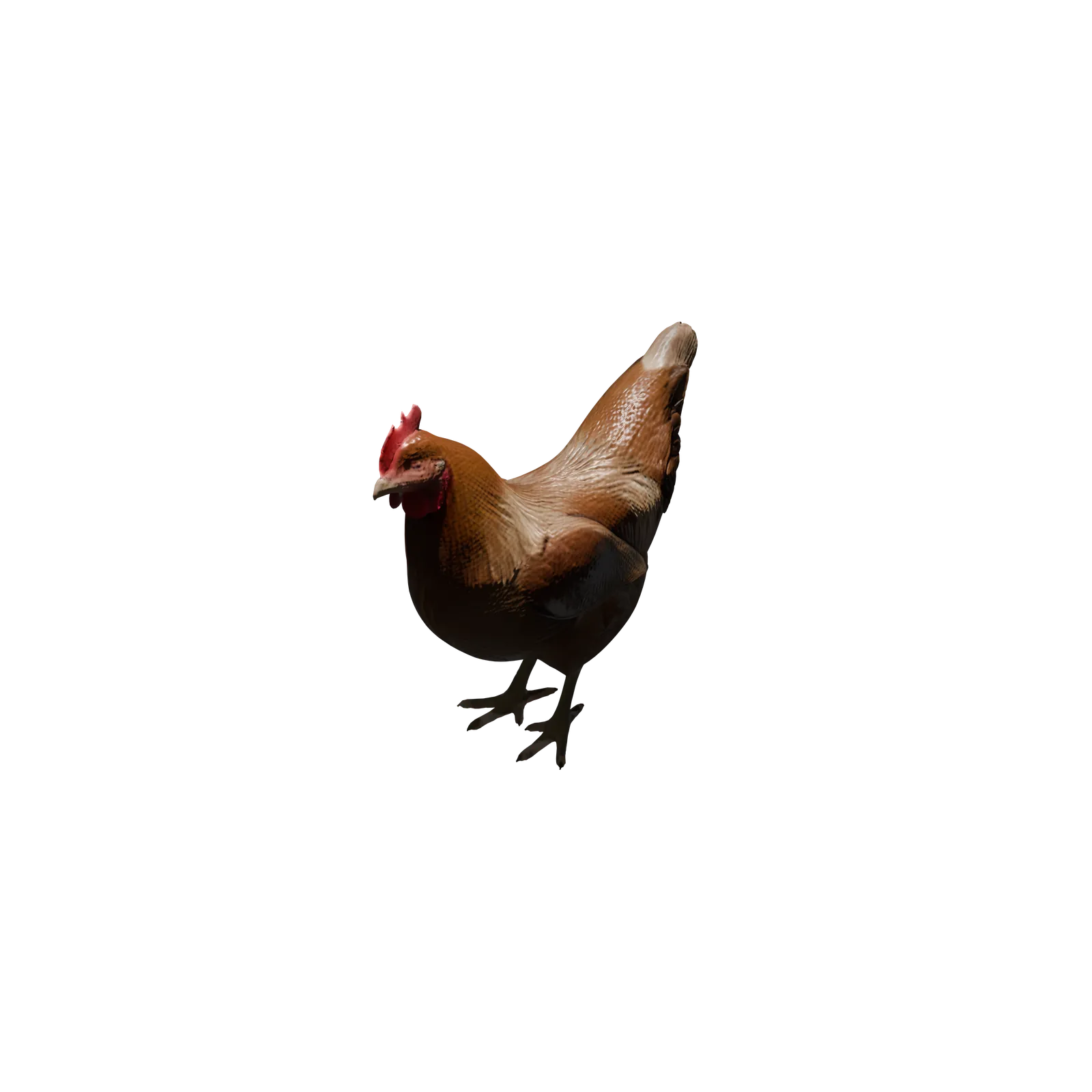 Gallina Ponedora